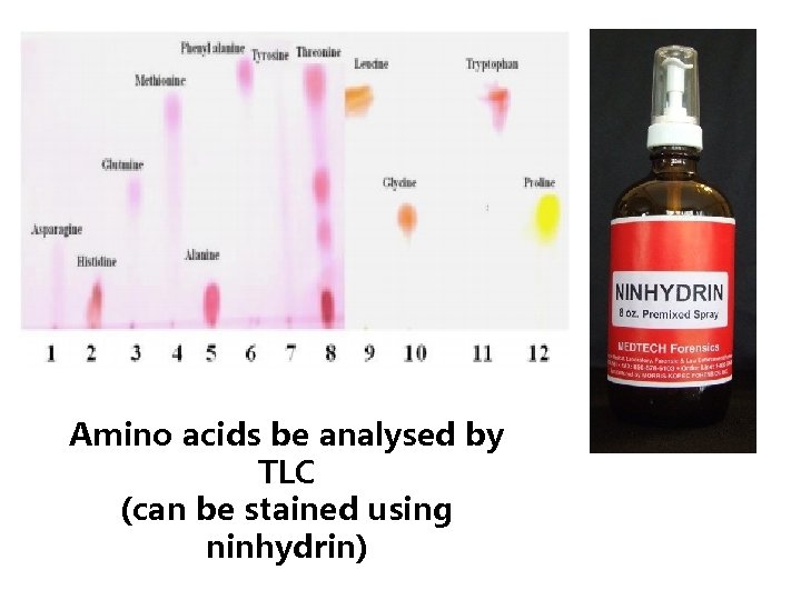 Amino acids be analysed by TLC (can be stained using ninhydrin) 