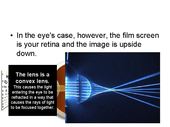  • In the eye's case, however, the film screen is your retina and