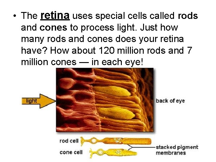  • The retina uses special cells called rods and cones to process light.