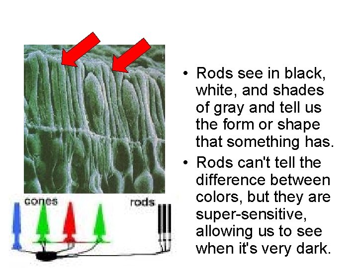  • Rods see in black, white, and shades of gray and tell us