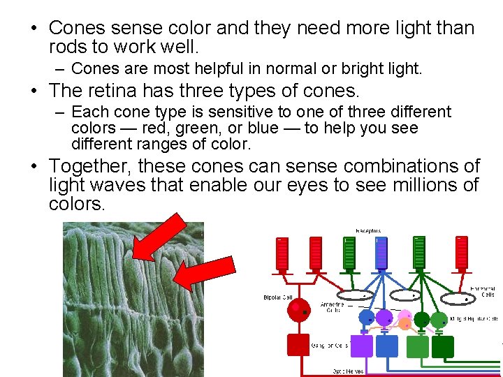  • Cones sense color and they need more light than rods to work