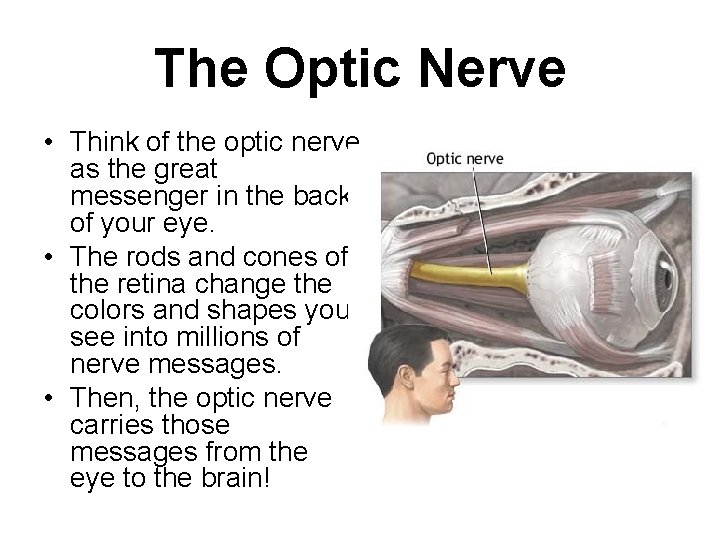 The Optic Nerve • Think of the optic nerve as the great messenger in