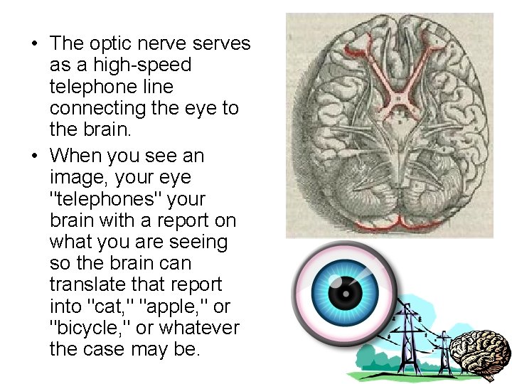  • The optic nerve serves as a high-speed telephone line connecting the eye