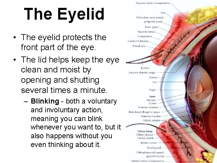 The Eyelid • The eyelid protects the front part of the eye. • The