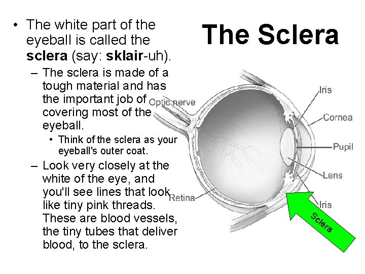  • The white part of the eyeball is called the sclera (say: sklair-uh).