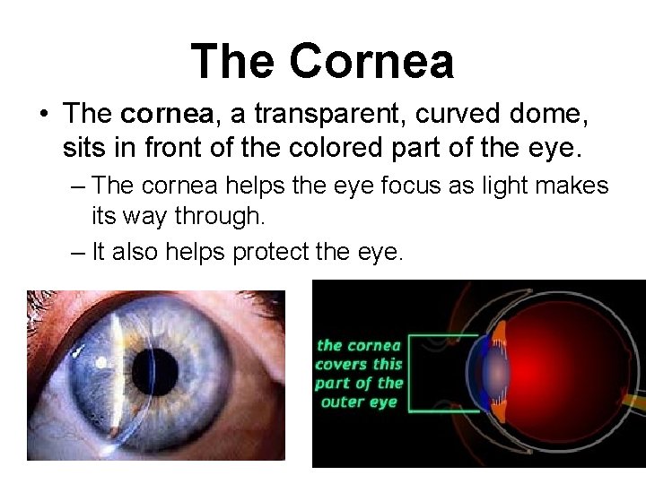 The Cornea • The cornea, a transparent, curved dome, sits in front of the