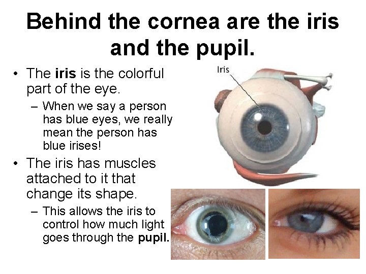 Behind the cornea are the iris and the pupil. • The iris is the