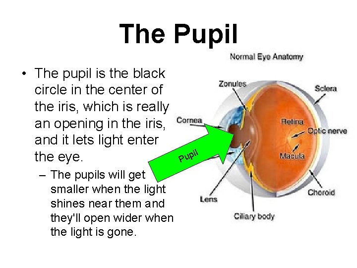 The Pupil • The pupil is the black circle in the center of the