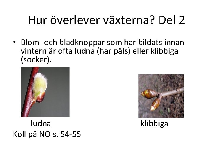 Hur överlever växterna? Del 2 • Blom- och bladknoppar som har bildats innan vintern