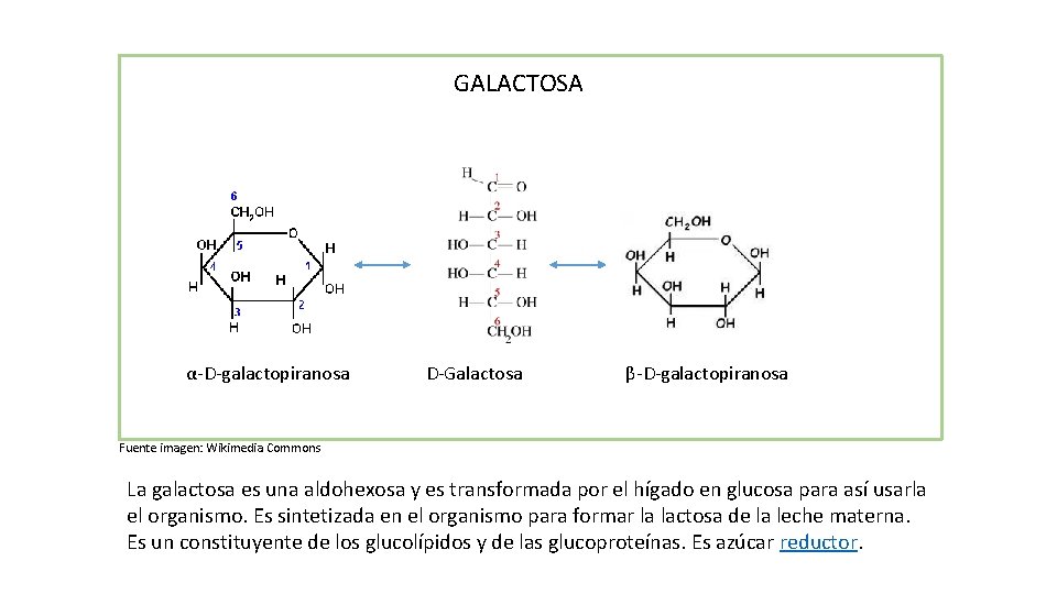  GALACTOSA α-D-galactopiranosa D-Galactosa β-D-galactopiranosa Fuente imagen: Wikimedia Commons La galactosa es una aldohexosa
