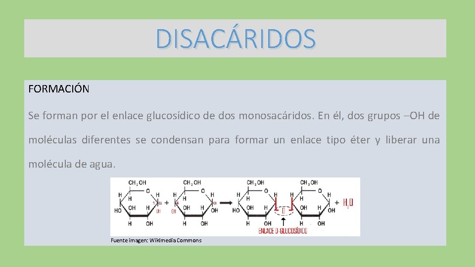 DISACÁRIDOS FORMACIÓN Se forman por el enlace glucosídico de dos monosacáridos. En él, dos