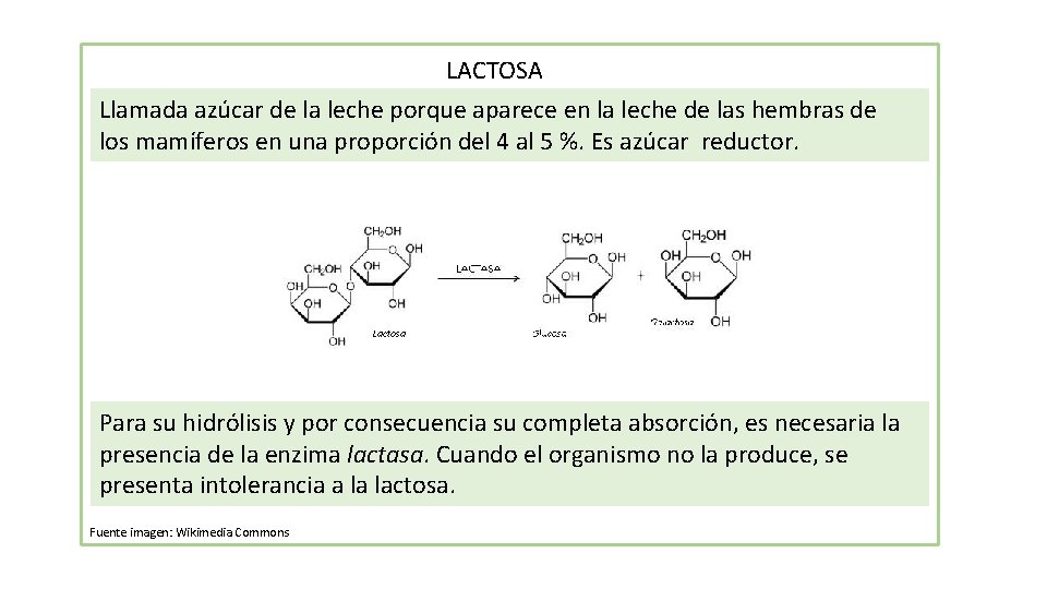  LACTOSA Llamada azúcar de la leche porque aparece en la leche de las