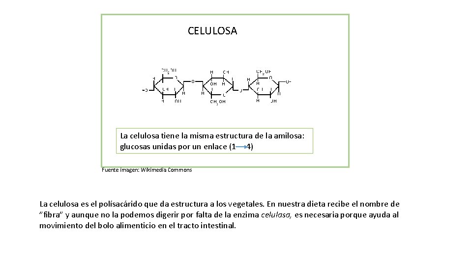 CELULOSA La celulosa tiene la misma estructura de la amilosa: glucosas unidas por un