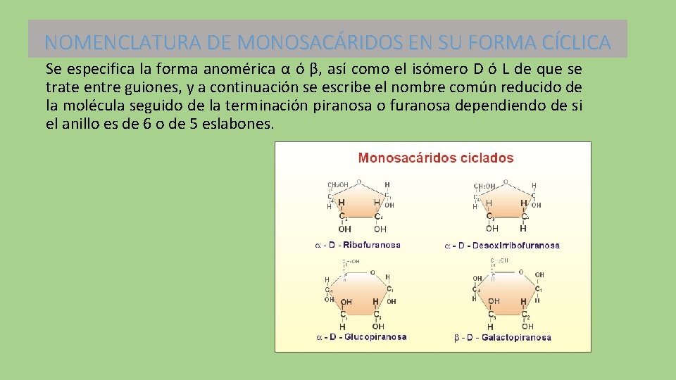 NOMENCLATURA DE MONOSACÁRIDOS EN SU FORMA CÍCLICA Se especifica la forma anomérica α ó