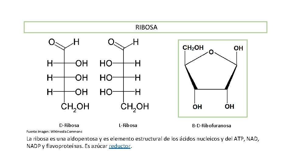  RIBOSA D-Ribosa L-Ribosa Β-D-Ribofuranosa Fuente imagen: Wikimedia Commons La ribosa es una aldopentosa