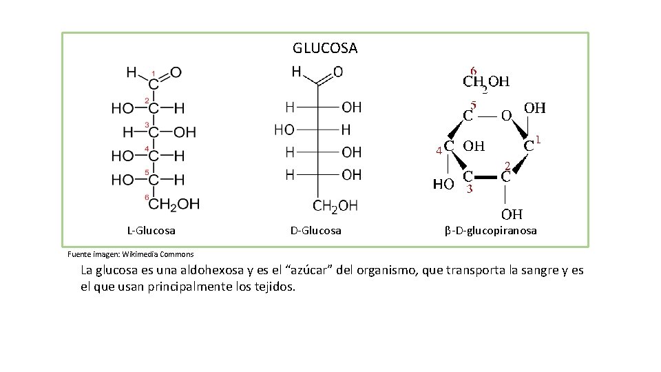 GLUCOSA L-Glucosa D-Glucosa β-D-glucopiranosa Fuente imagen: Wikimedia Commons La glucosa es una aldohexosa y