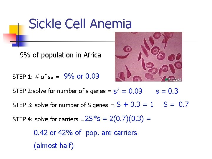 Sickle Cell Anemia 9% of population in Africa STEP 1: # of ss =