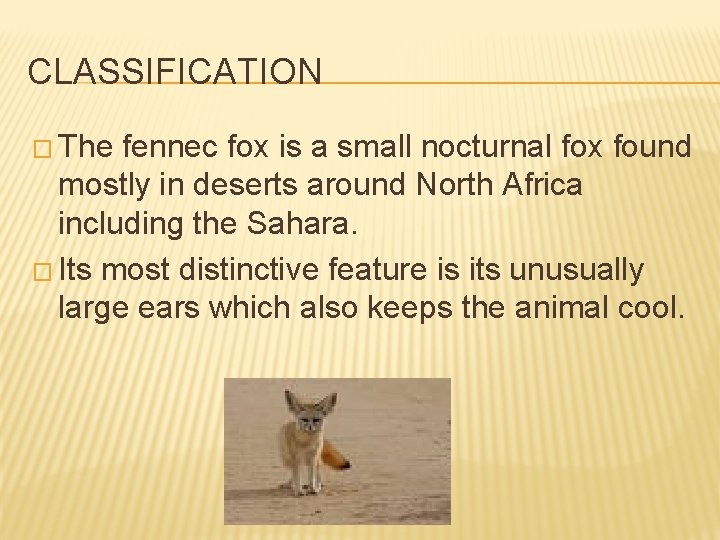CLASSIFICATION � The fennec fox is a small nocturnal fox found mostly in deserts