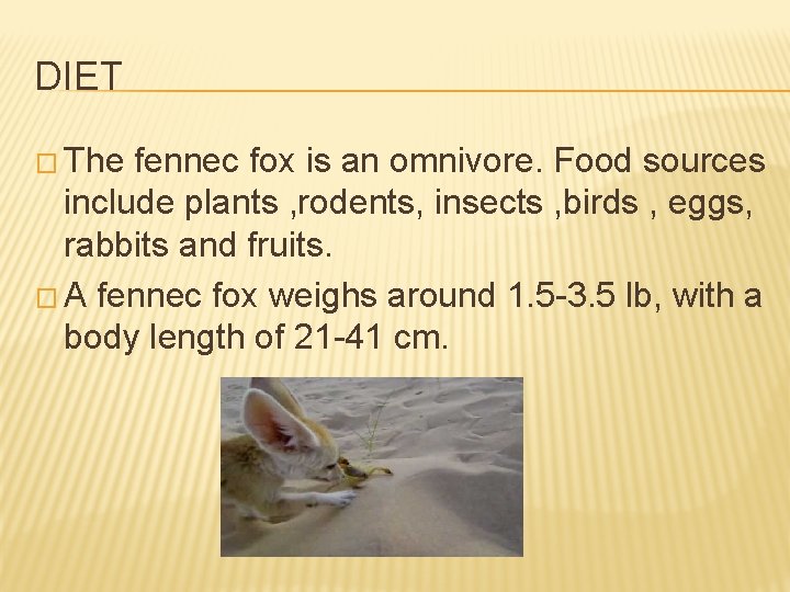 DIET � The fennec fox is an omnivore. Food sources include plants , rodents,