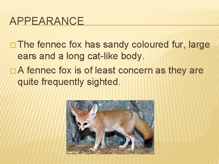 APPEARANCE � The fennec fox has sandy coloured fur, large ears and a long