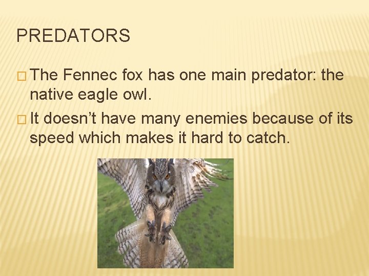 PREDATORS � The Fennec fox has one main predator: the native eagle owl. �