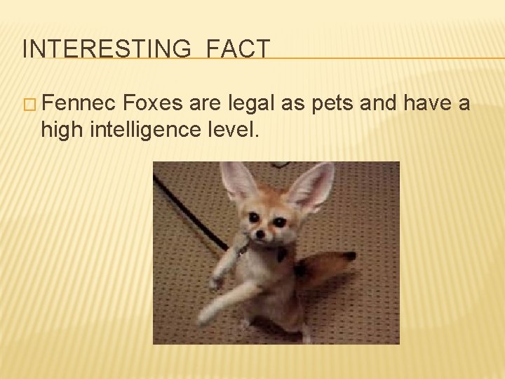 INTERESTING FACT � Fennec Foxes are legal as pets and have a high intelligence