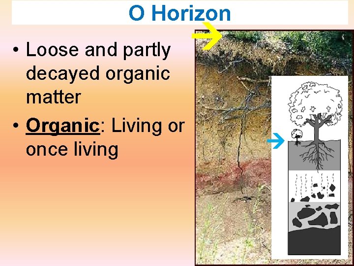 O Horizon • Loose and partly decayed organic matter • Organic: Living or once