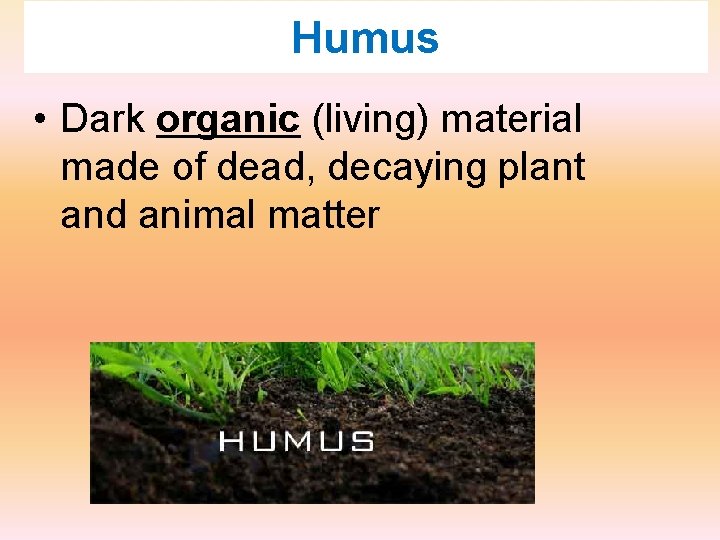 Humus • Dark organic (living) material made of dead, decaying plant and animal matter