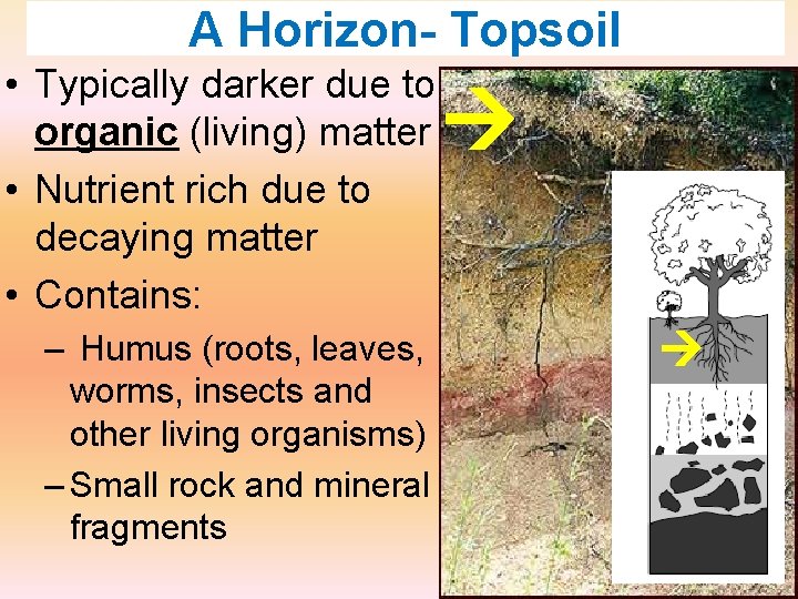 A Horizon- Topsoil • Typically darker due to organic (living) matter • Nutrient rich