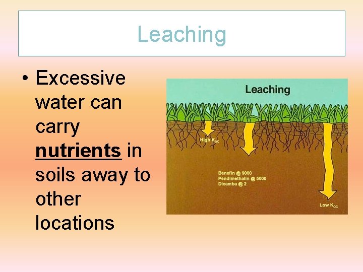 Leaching • Excessive water can carry nutrients in soils away to other locations 