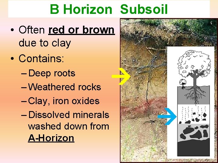 B Horizon Subsoil • Often red or brown due to clay • Contains: –
