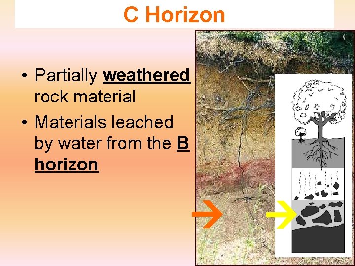 C Horizon • Partially weathered rock material • Materials leached by water from the