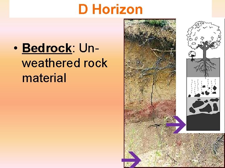 D Horizon • Bedrock: Unweathered rock material 