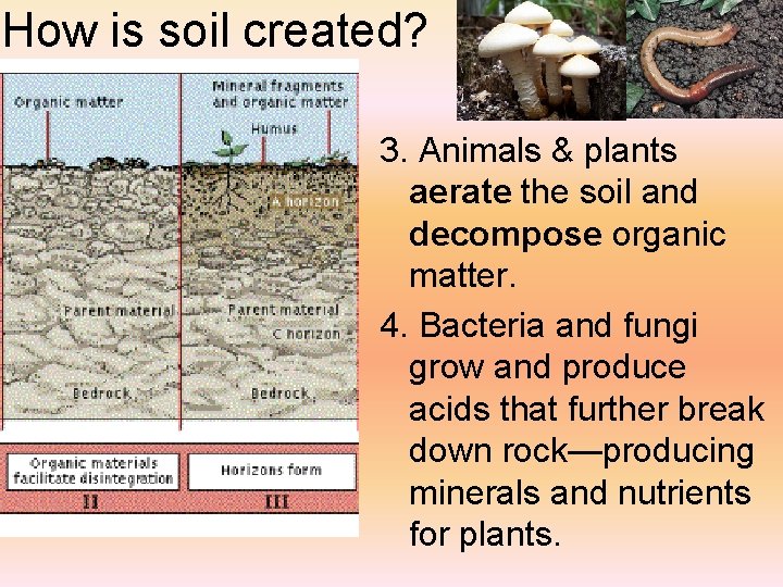 How is soil created? 3. Animals & plants aerate the soil and decompose organic