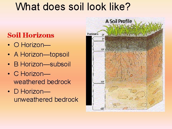 What does soil look like? Soil Horizons • O Horizon— • A Horizon—topsoil •