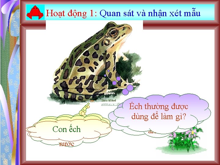 Hoạt động 1: Quan sát và nhận xét mẫu Ếch thường Ếch Đây Con