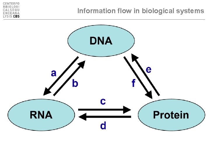 Information flow in biological systems 