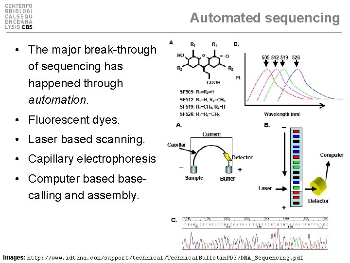 Automated sequencing • The major break-through of sequencing has happened through automation. • Fluorescent