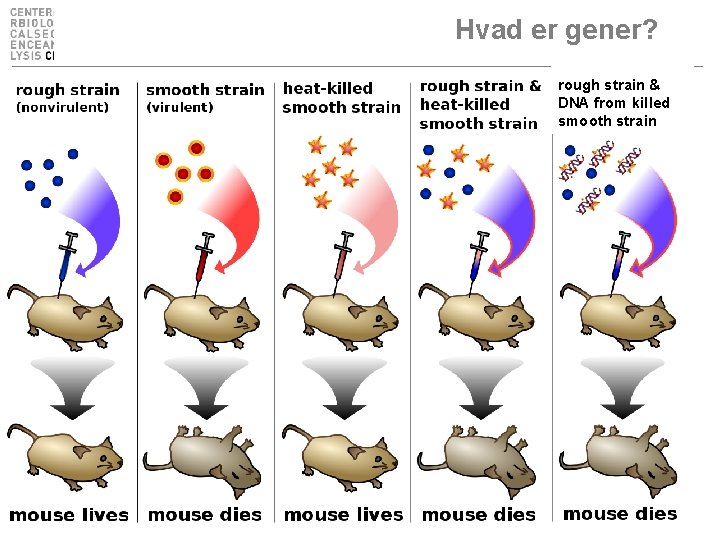 Hvad er gener? rough strain & DNA from killed smooth strain 