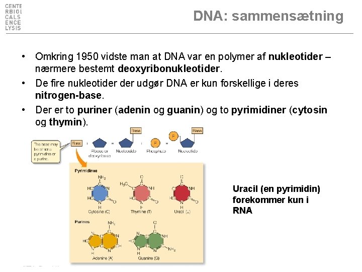 DNA: sammensætning • Omkring 1950 vidste man at DNA var en polymer af nukleotider