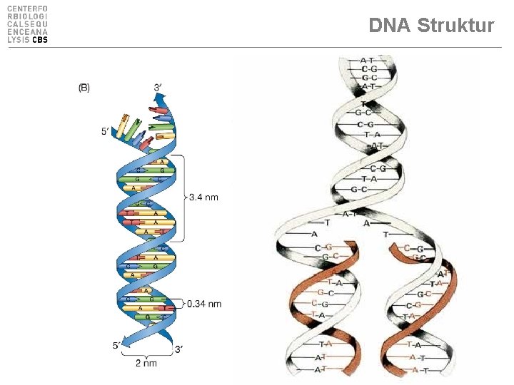 DNA Struktur 