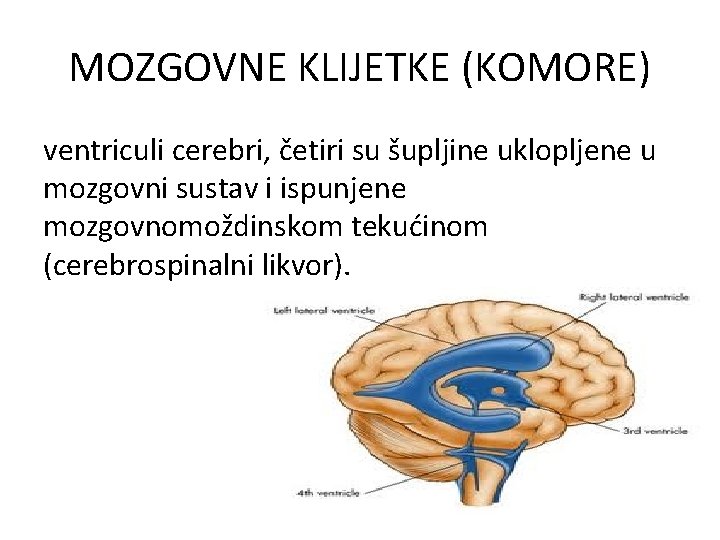 MOZGOVNE KLIJETKE (KOMORE) ventriculi cerebri, četiri su šupljine uklopljene u mozgovni sustav i ispunjene