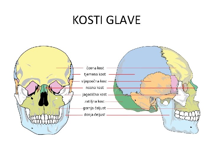 KOSTI GLAVE 