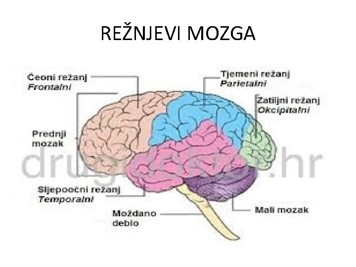 REŽNJEVI MOZGA 