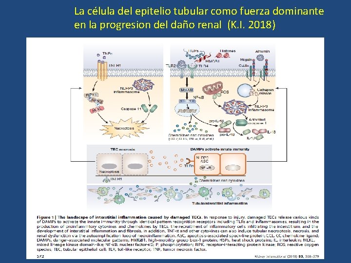 La célula del epitelio tubular como fuerza dominante en la progresion del daño renal