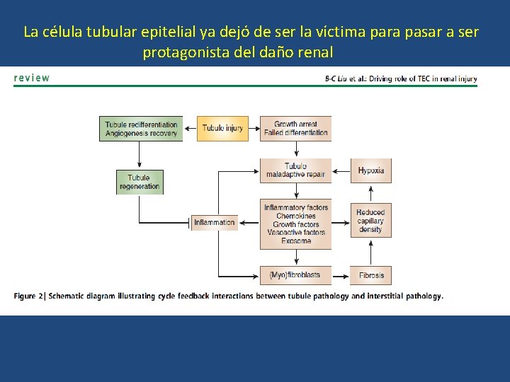 La célula tubular epitelial ya dejó de ser la víctima para pasar a ser