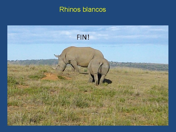 Rhinos blancos FIN! 