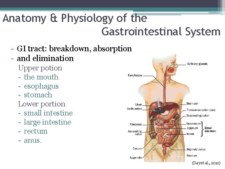 Anatomy & Physiology of the Gastrointestinal System - GI tract: breakdown, absorption - and