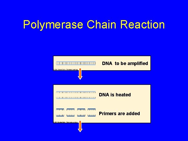 Polymerase Chain Reaction DNA to be amplified DNA is heated Primers are added 