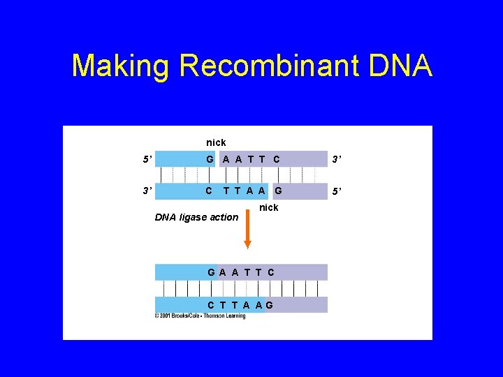 Making Recombinant DNA nick 5’ G A A T T C 3’ 3’ C